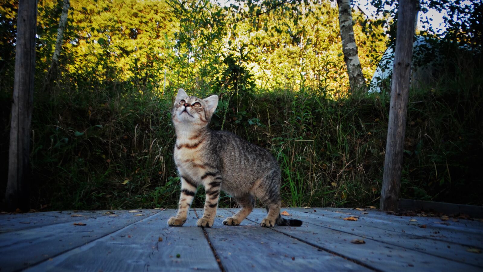 Sony Cyber-shot DSC-HX300 sample photo. Cat, kitten, pet photography