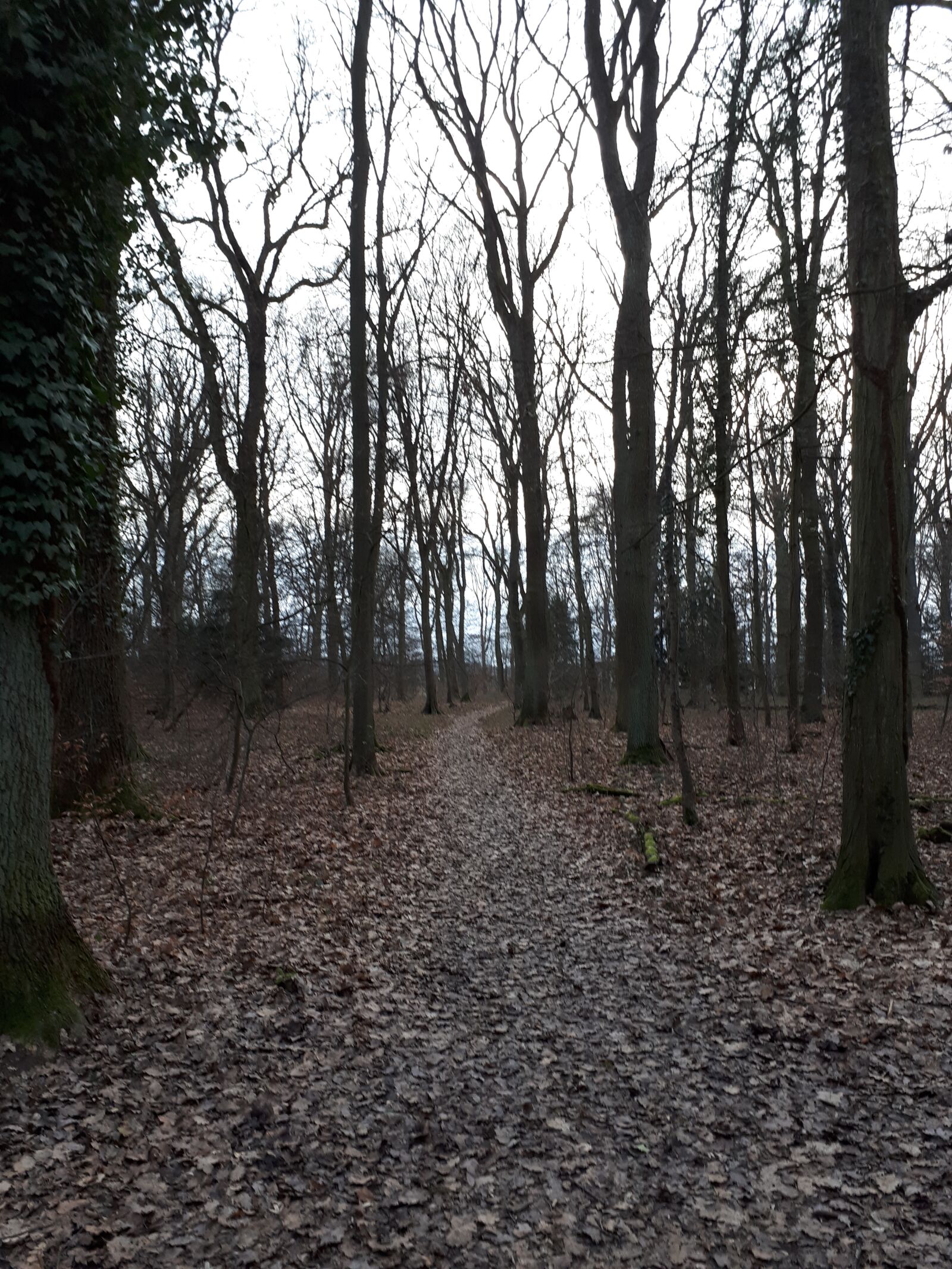 Samsung Galaxy A5(2017) sample photo. Forest, trees, mysterious photography