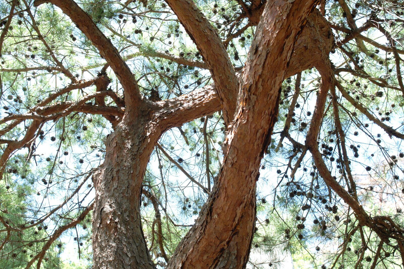 Nikon D2Xs sample photo. Tree, conifer, nature photography