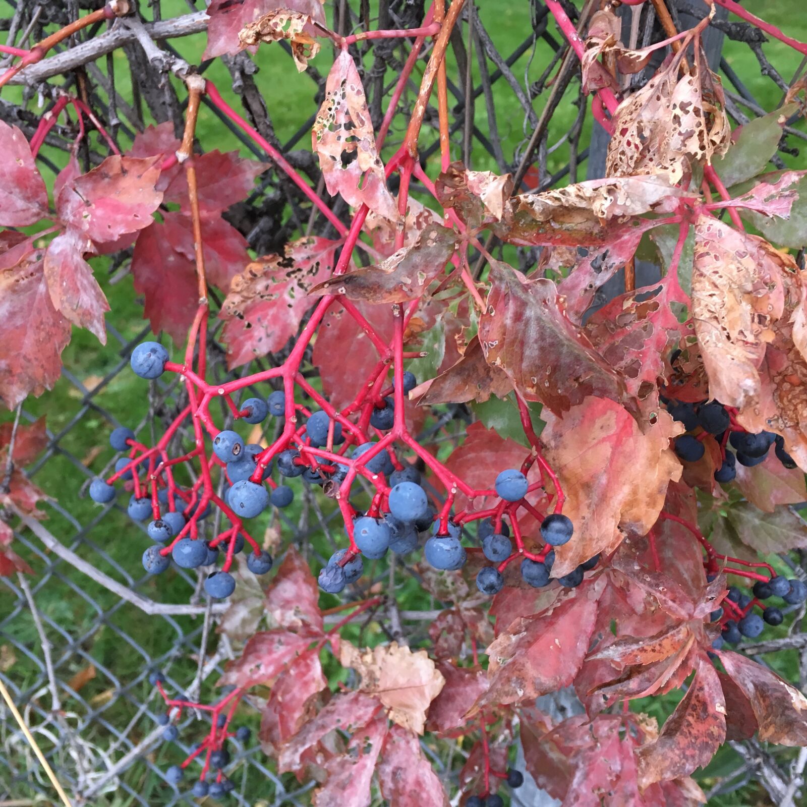 Apple iPhone 6s sample photo. Grapevine, red leaves, autumn photography