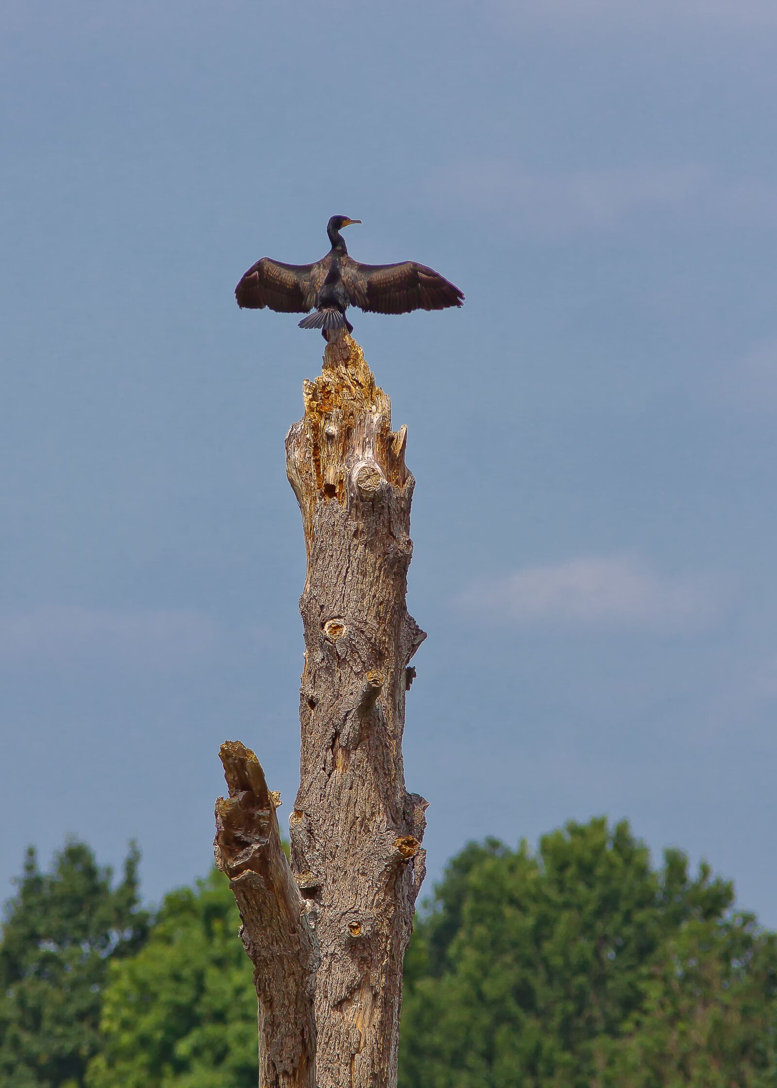 Canon EOS 50D sample photo. Cormorant, bird, large photography