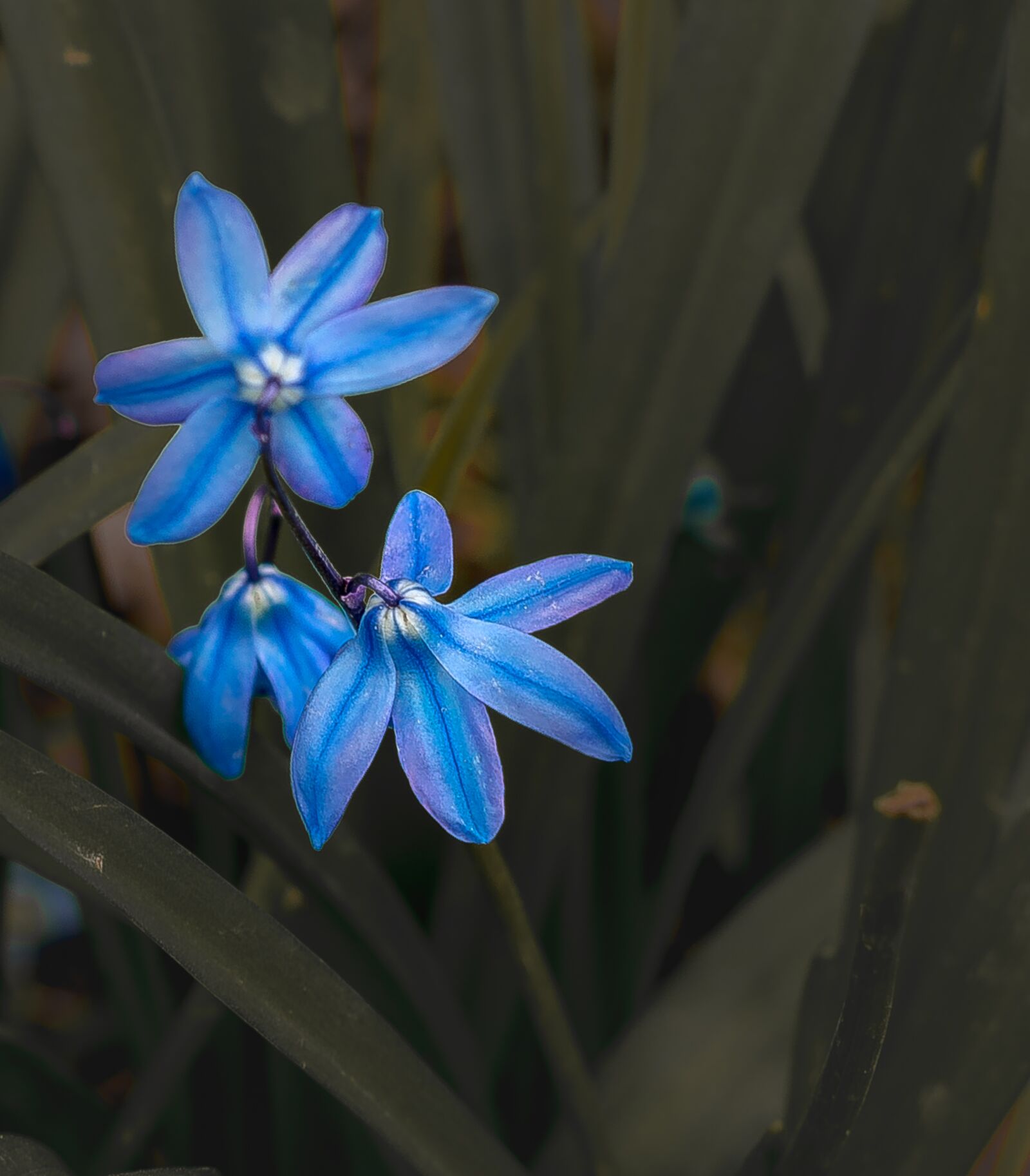Nikon D610 sample photo. Flowers, blossom, plant photography