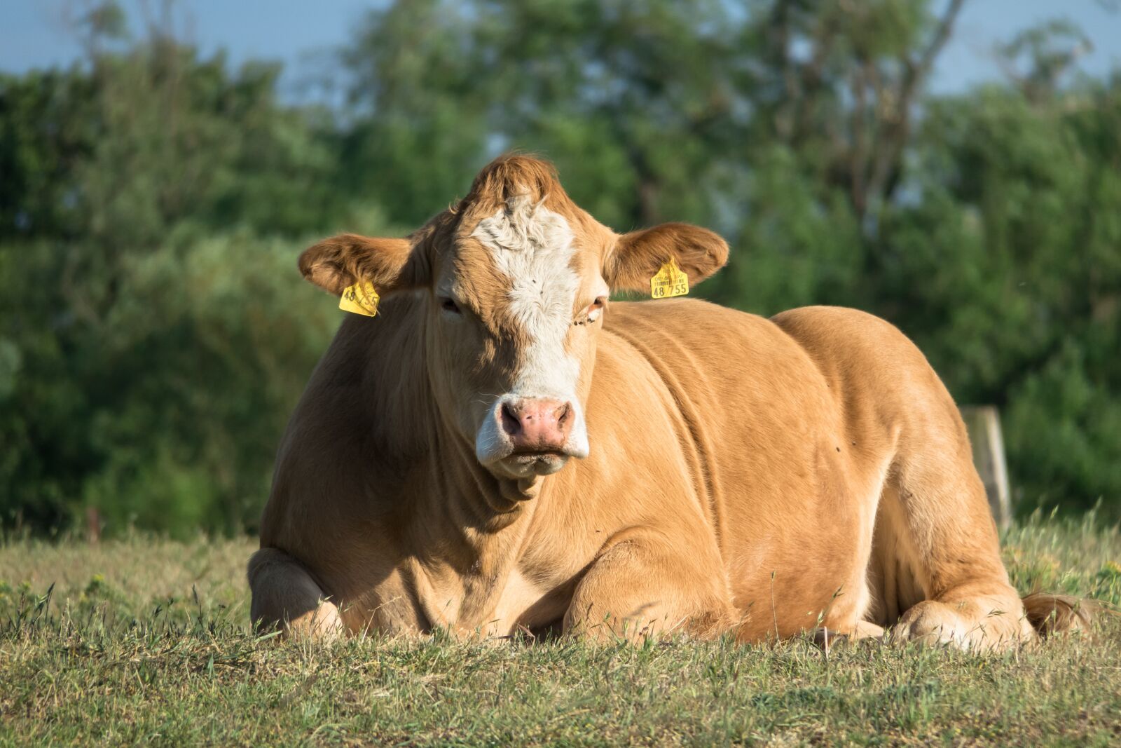 Canon PowerShot G3 X sample photo. Beef, bull, ruminant photography