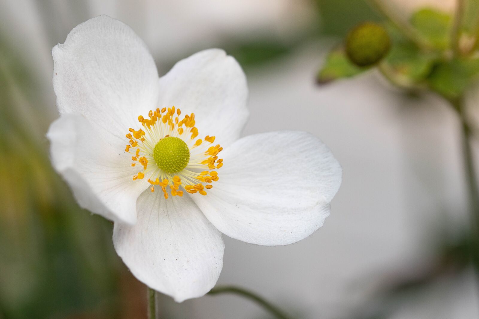 Canon EOS 6D Mark II sample photo. Anemone, white, flower photography
