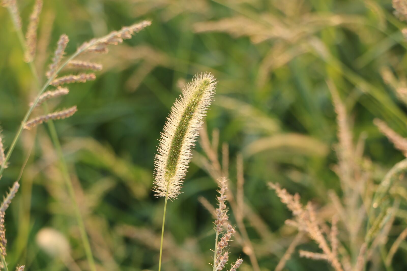Canon EOS 70D sample photo. Setaria viridis, plush grass photography
