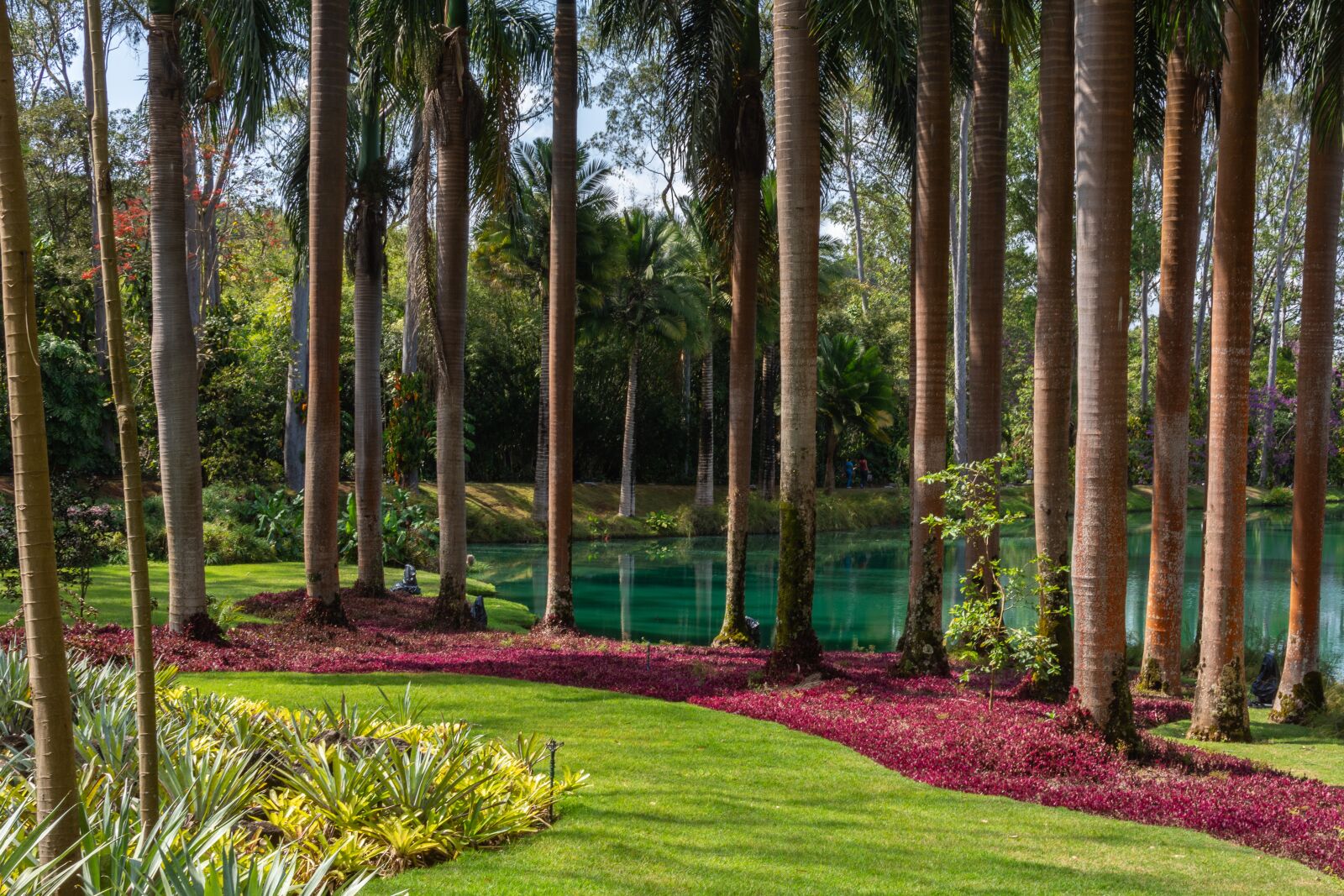 Nikon D7100 sample photo. Gardem, green, tree photography