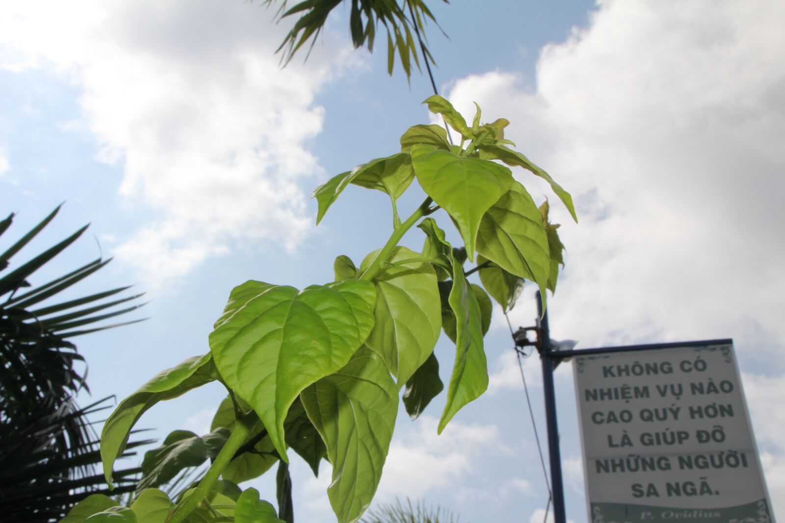 Canon EOS 60D sample photo. Branch, tree, flower photography