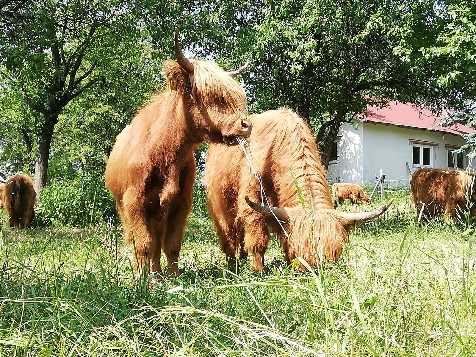 HUAWEI P20 lite sample photo. Scottish highland cattle, graze photography