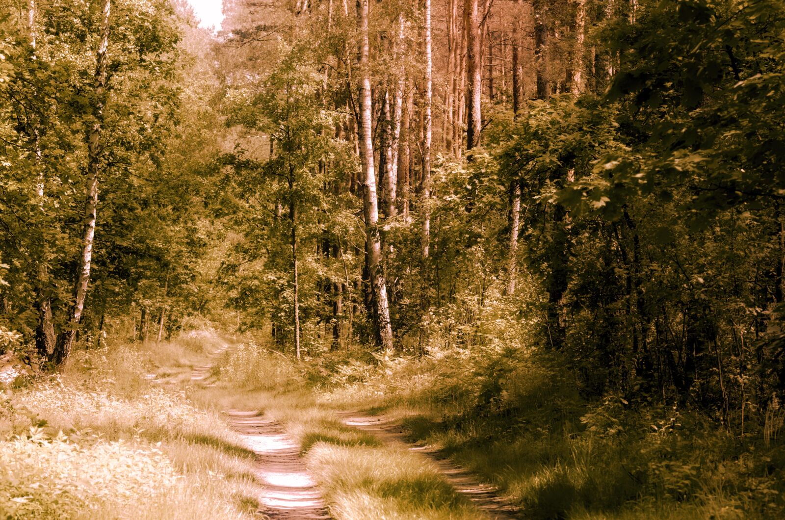 Nikon D5100 sample photo. Landscape, nature, forest photography