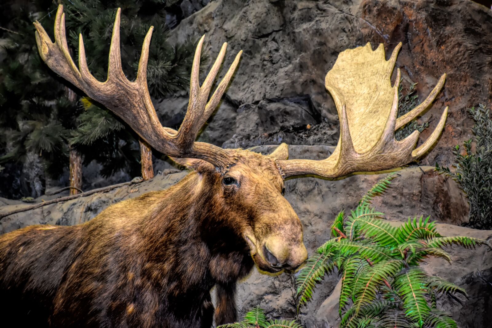 Nikon D5500 sample photo. Moose, antlers, animal photography