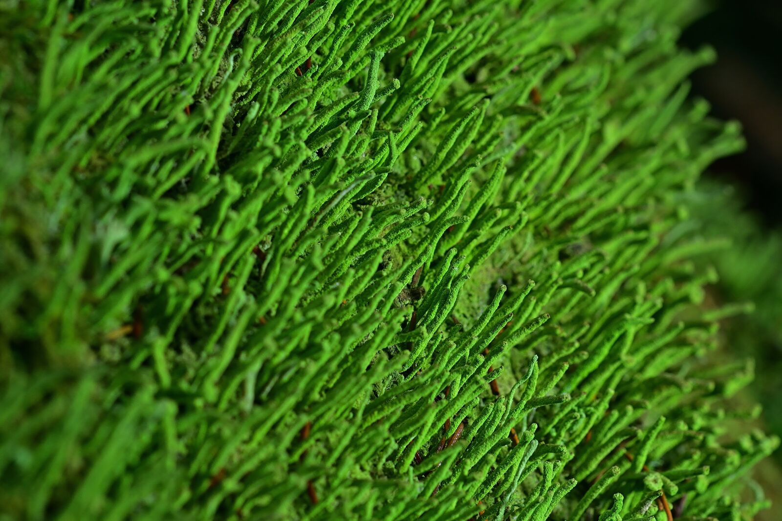 Nikon D5200 sample photo. Forest, nature, cup lichen photography
