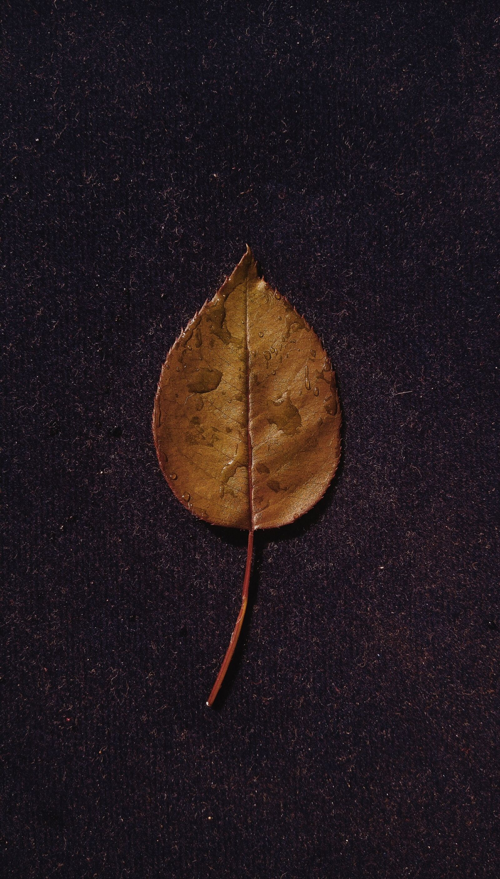 HTC ONE X9 DUAL SIM sample photo. Leaf, ground, dew drops photography