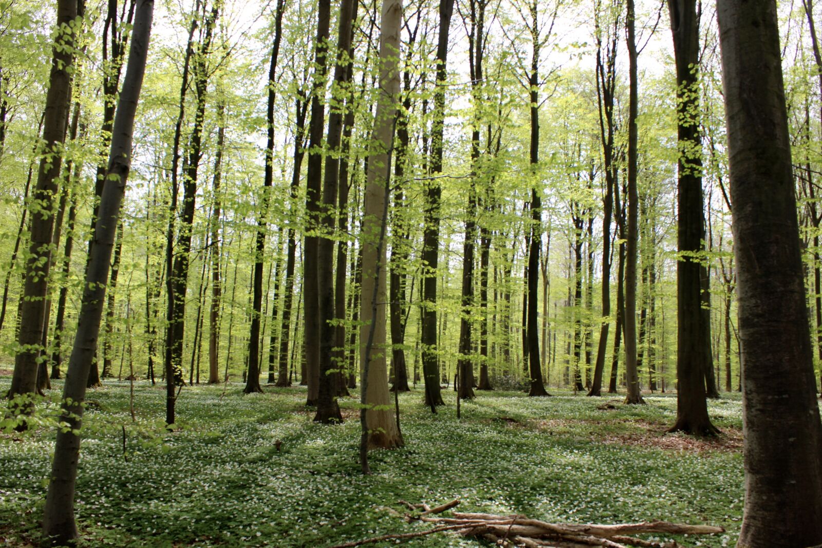 Canon EOS 600D (Rebel EOS T3i / EOS Kiss X5) sample photo. Green, forest, nature photography