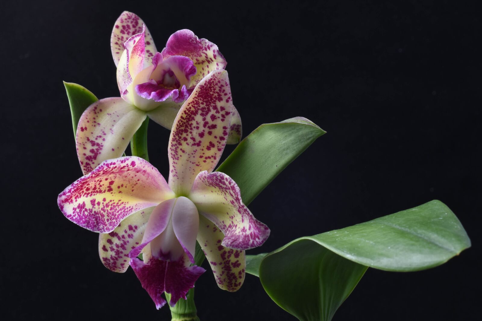 Nikon D5600 sample photo. Blc, pauwela polka dots photography