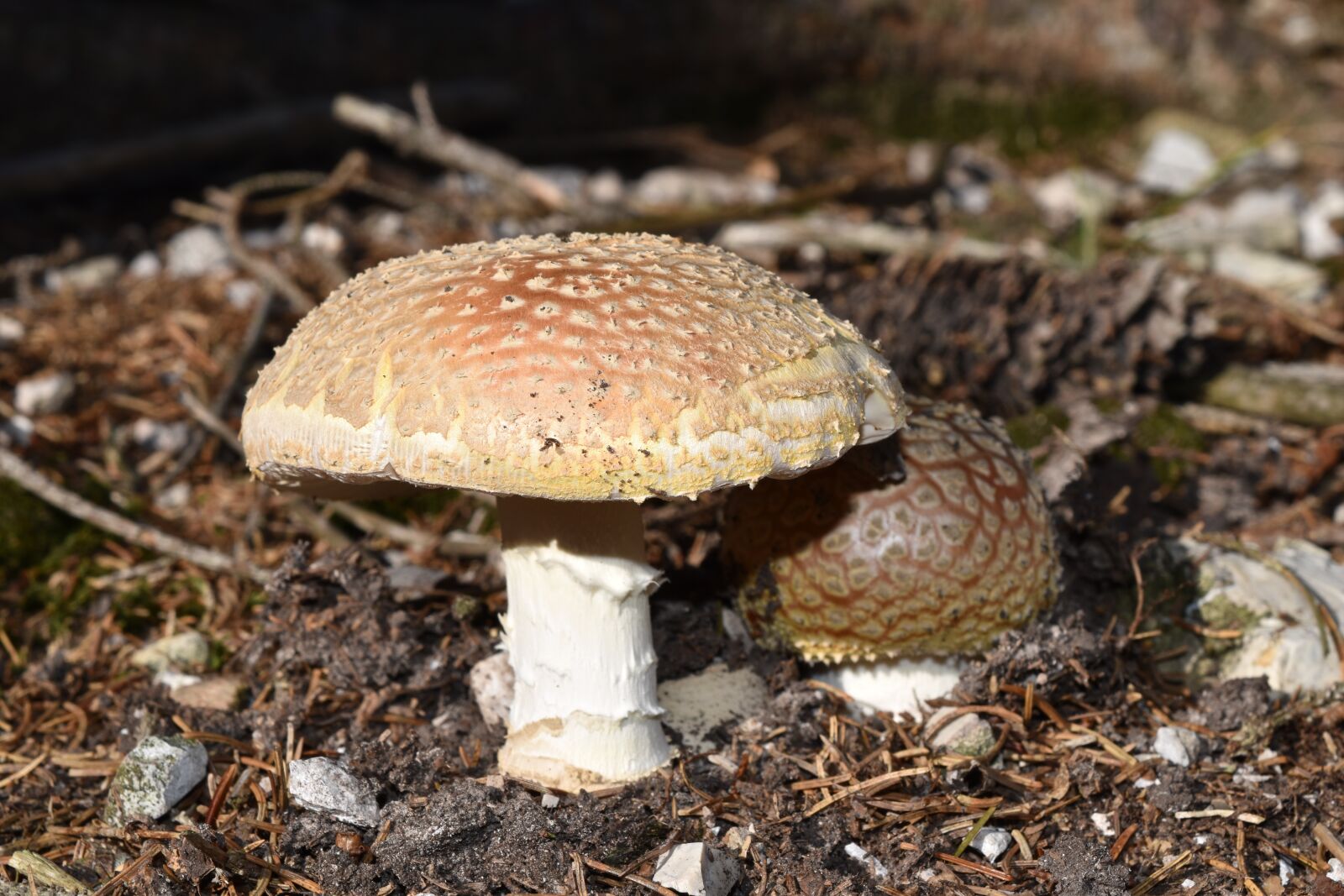 Nikon D5500 sample photo. Fungus, amanita muscaria, amanitas photography
