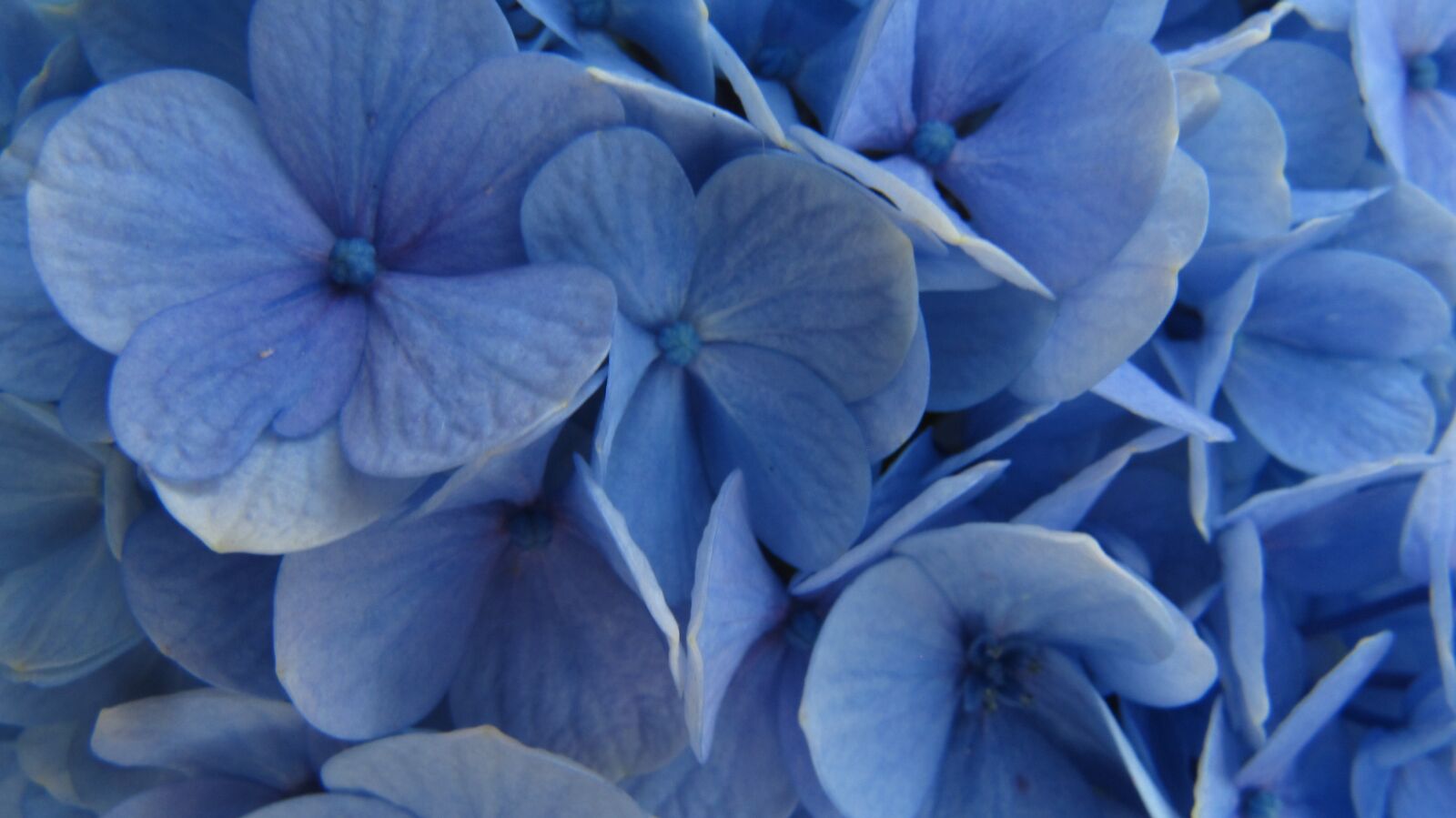 Canon PowerShot SX200 IS sample photo. Hydrangea, flower, garden photography