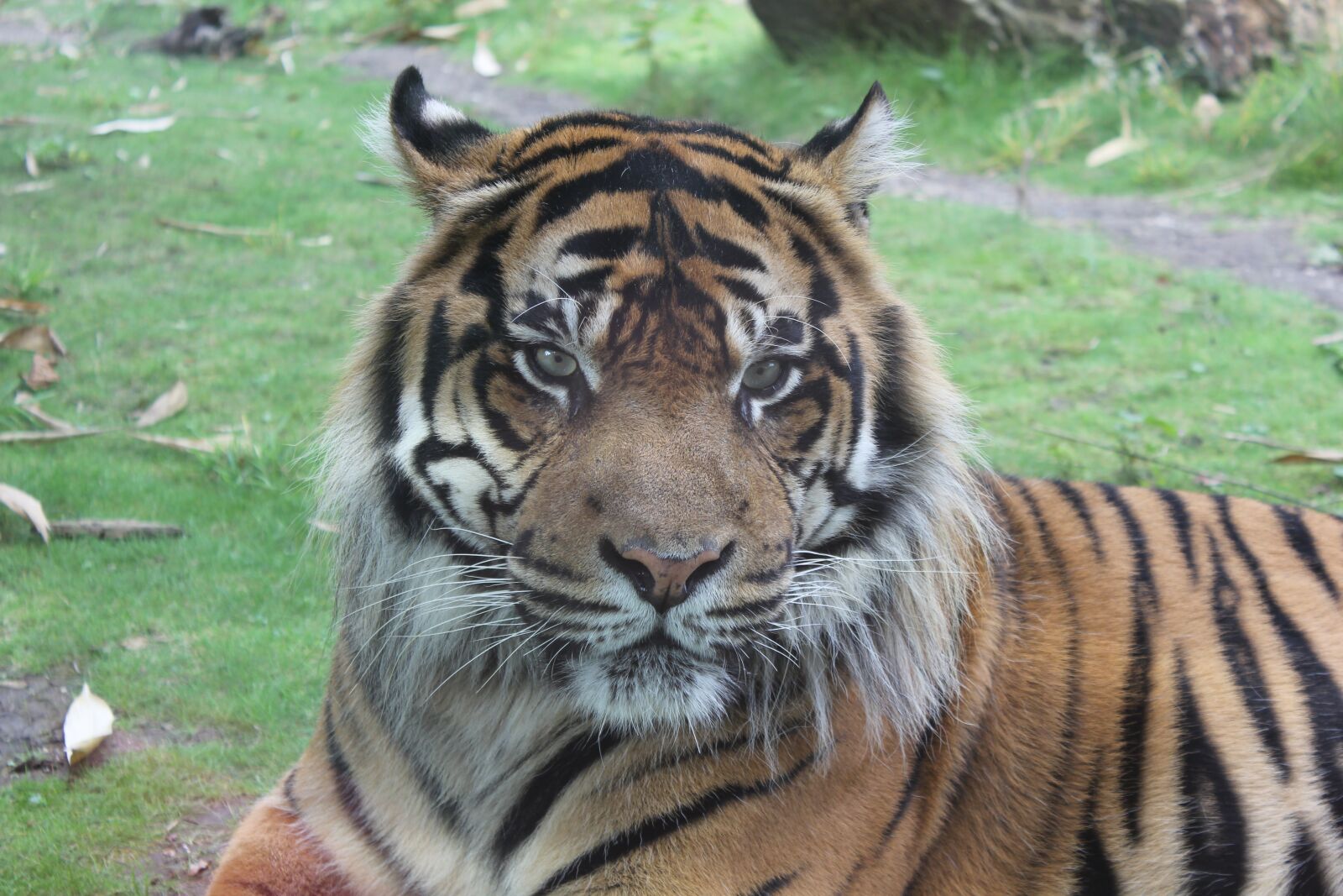 Canon EOS 60D sample photo. Tiger, big cat, cat photography