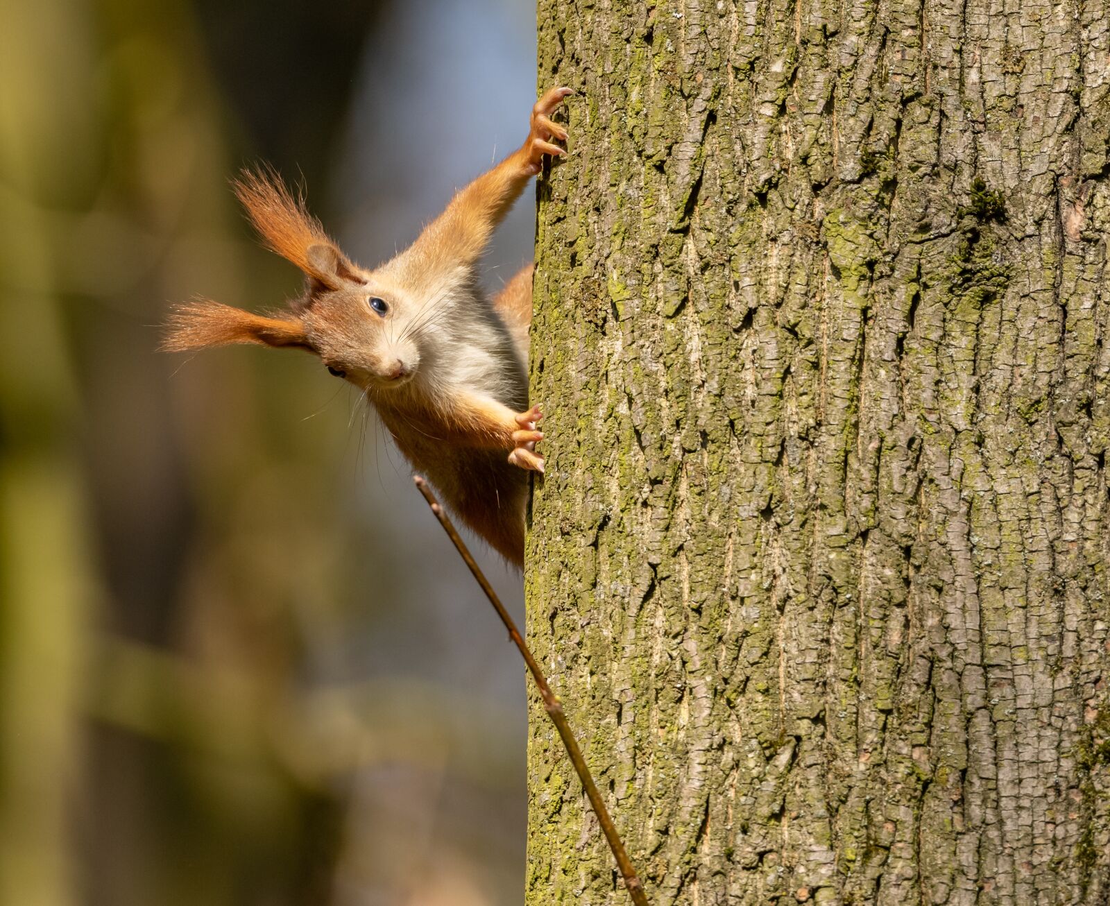 Nikon D850 sample photo. The squirrel, strain, redheaded photography