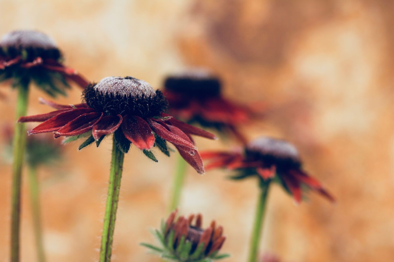 Canon EOS 550D (EOS Rebel T2i / EOS Kiss X4) sample photo. Brown-eyed susan, flower, red photography