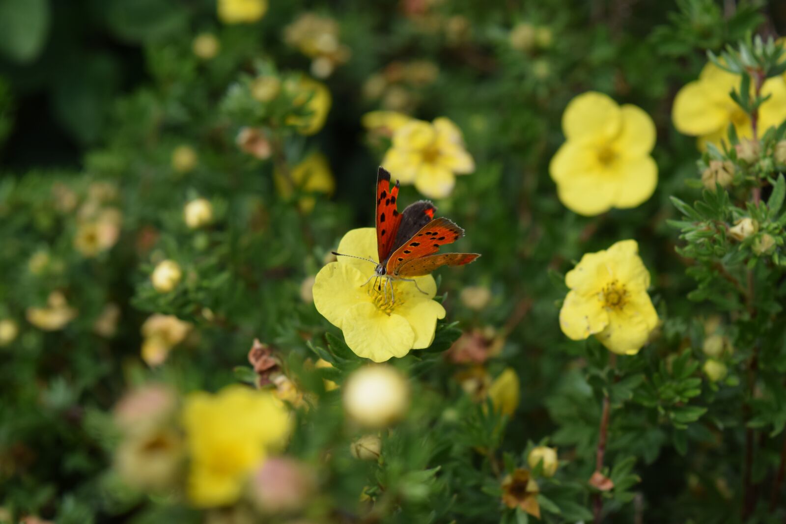 Nikon D5300 sample photo. Butterfly, red, yellow photography