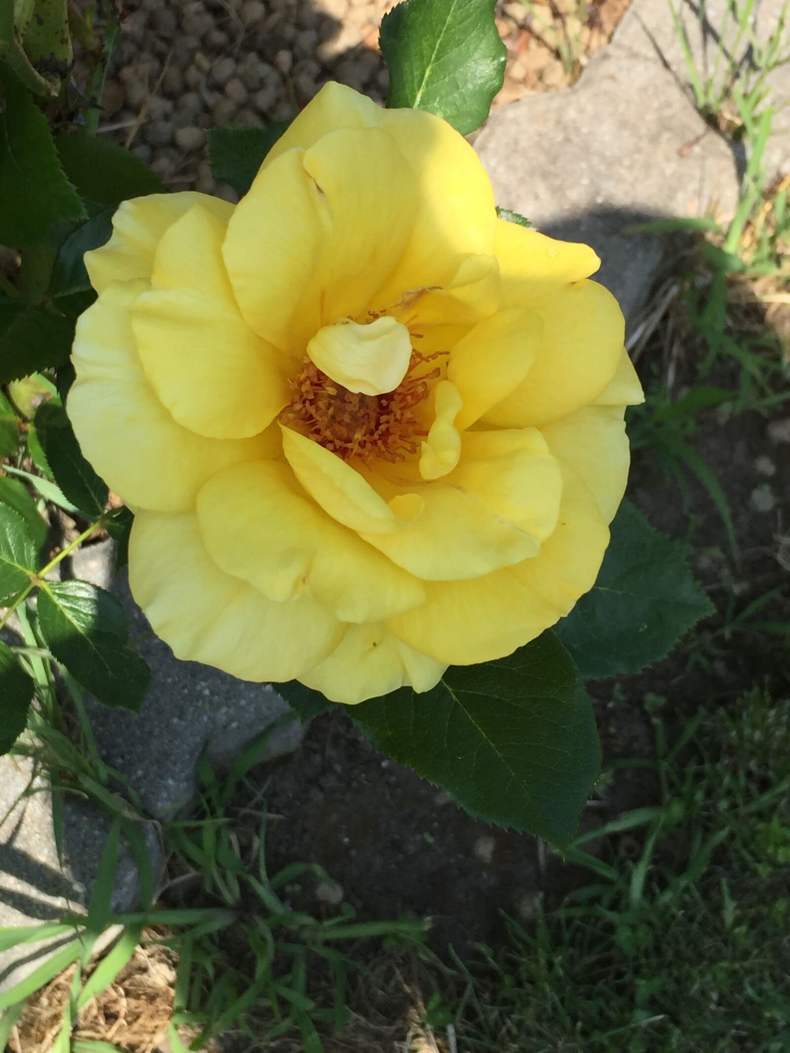 iPhone 6 back camera 4.15mm f/2.2 sample photo. Flowers, summer, field photography