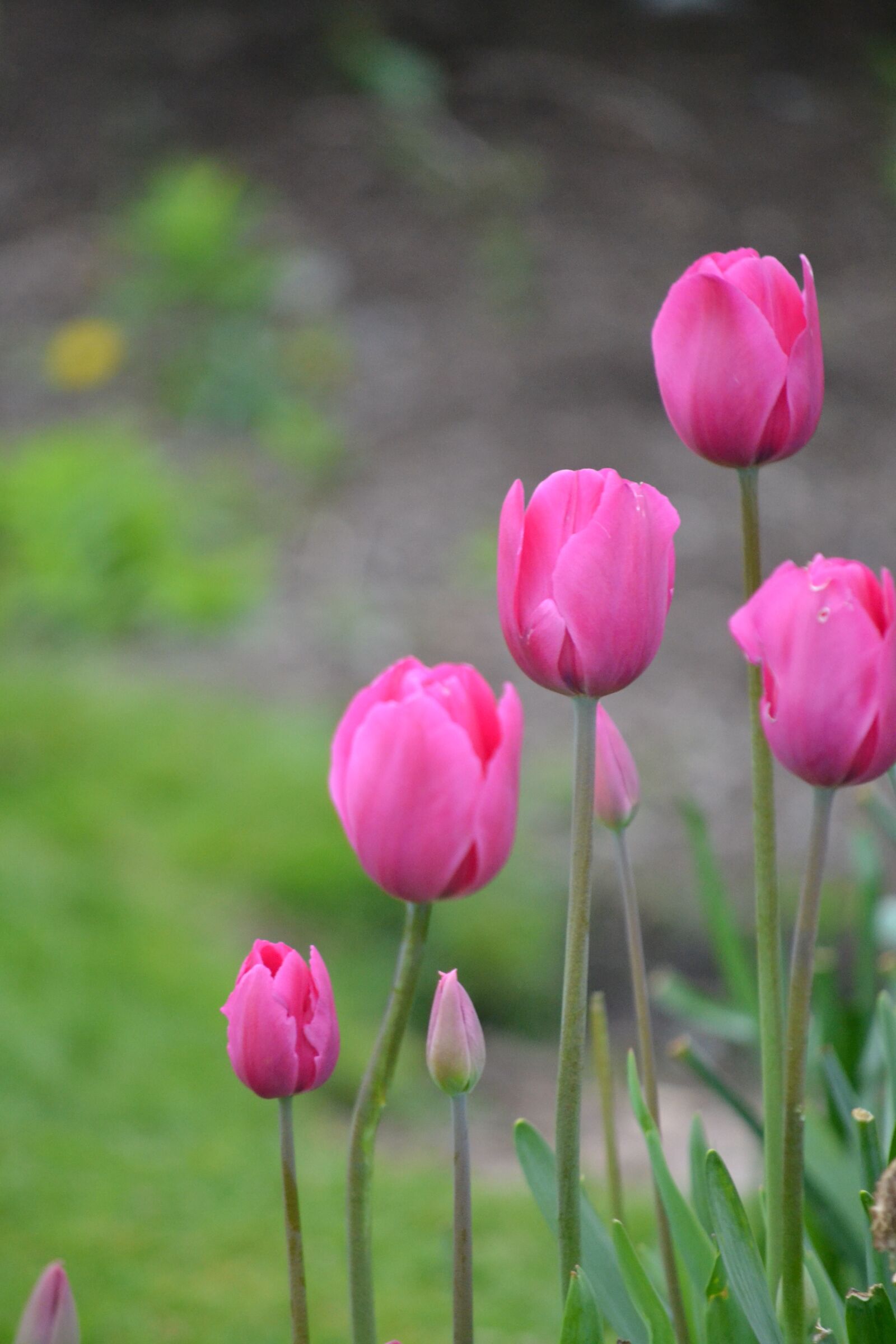 Nikon D3100 sample photo. Tulips, pink, bloom photography