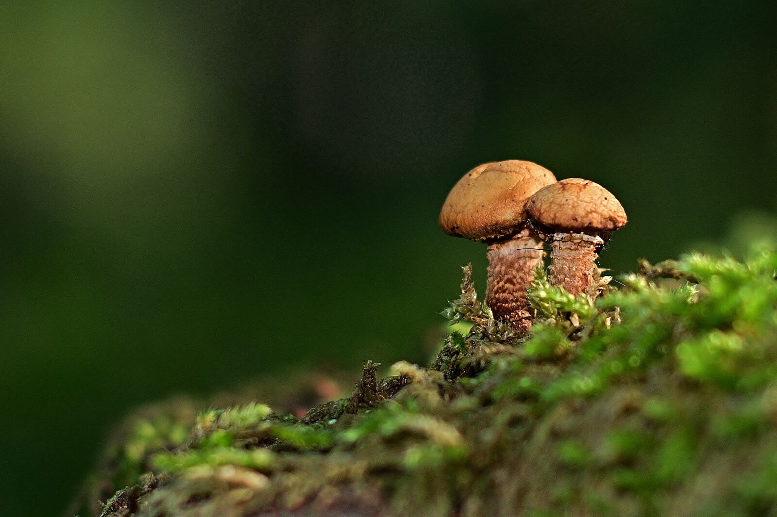 Nikon D5200 sample photo. Mushrooms, forest, tree stump photography