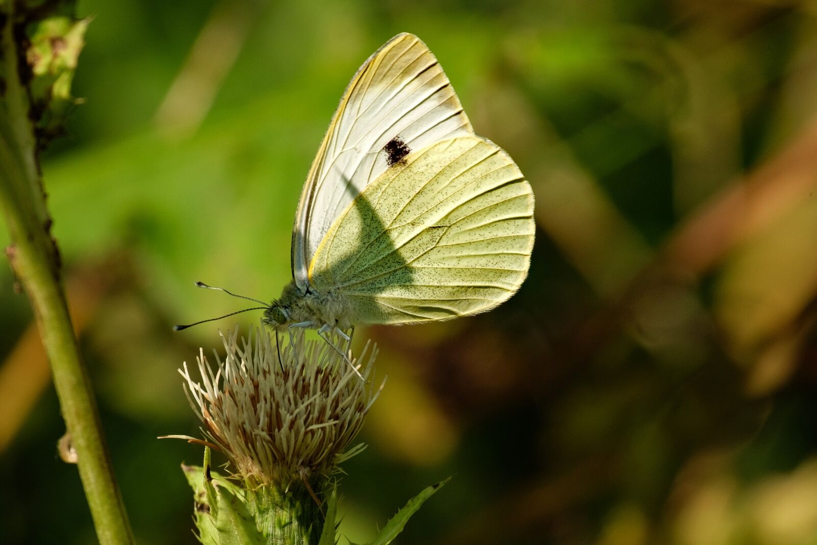 Fujifilm X-M1 sample photo. Nature, butterfly day, insect photography