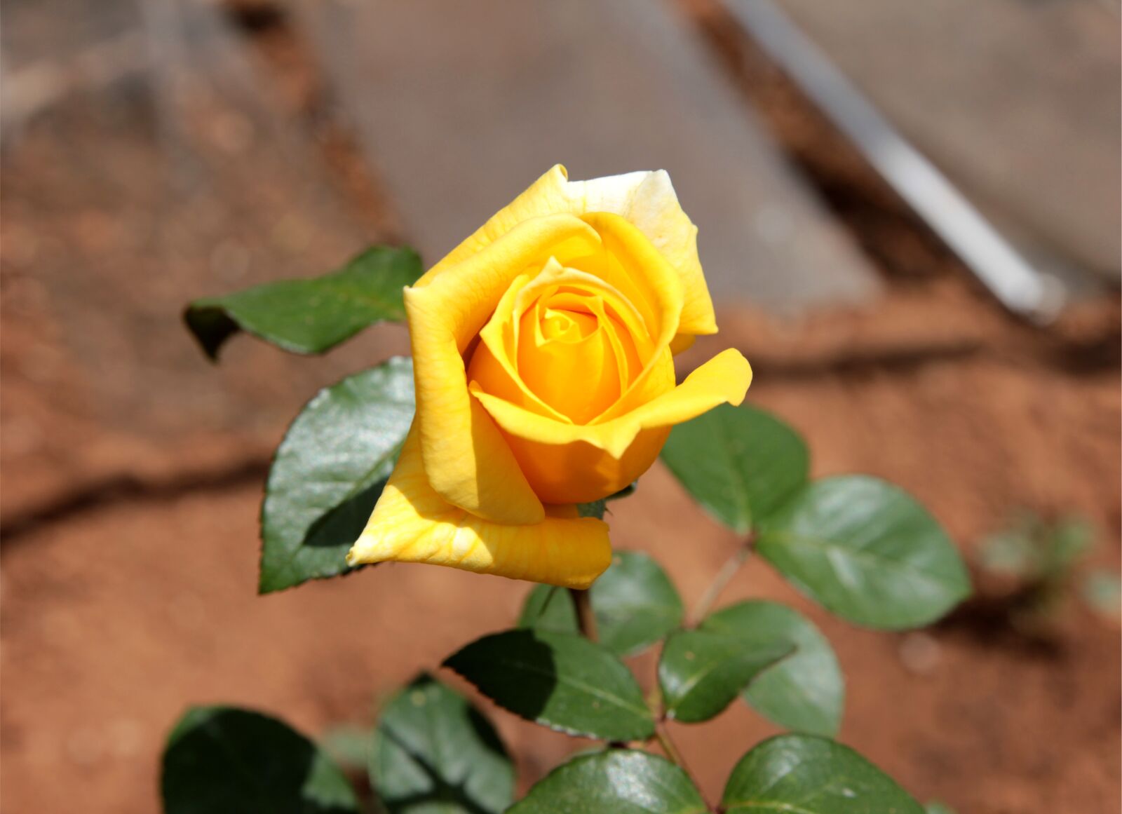 Canon EOS 550D (EOS Rebel T2i / EOS Kiss X4) sample photo. Rose, roses, ro photography