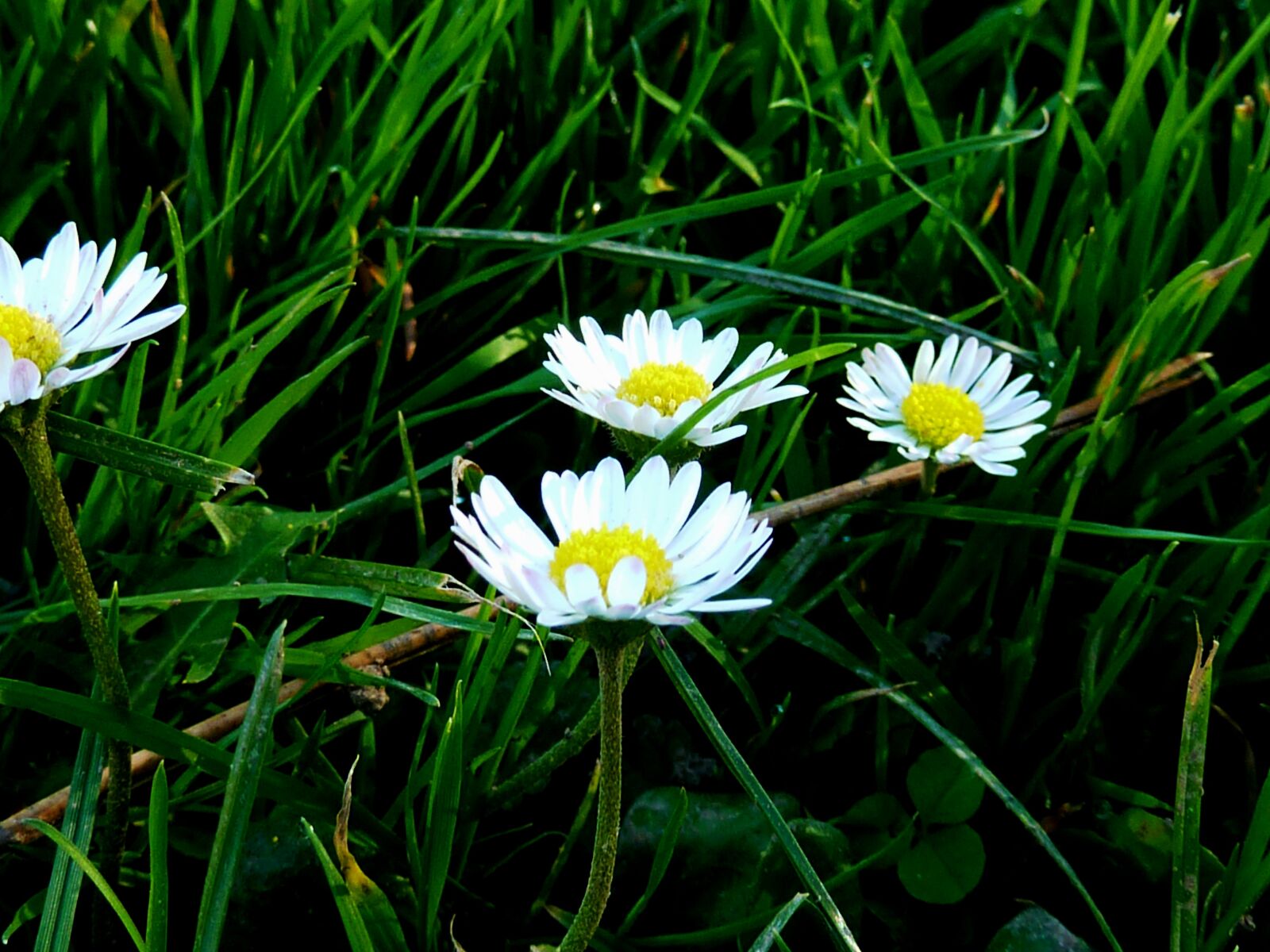 Panasonic DMC-TZ7 sample photo. Meadow, daisy, flowers photography