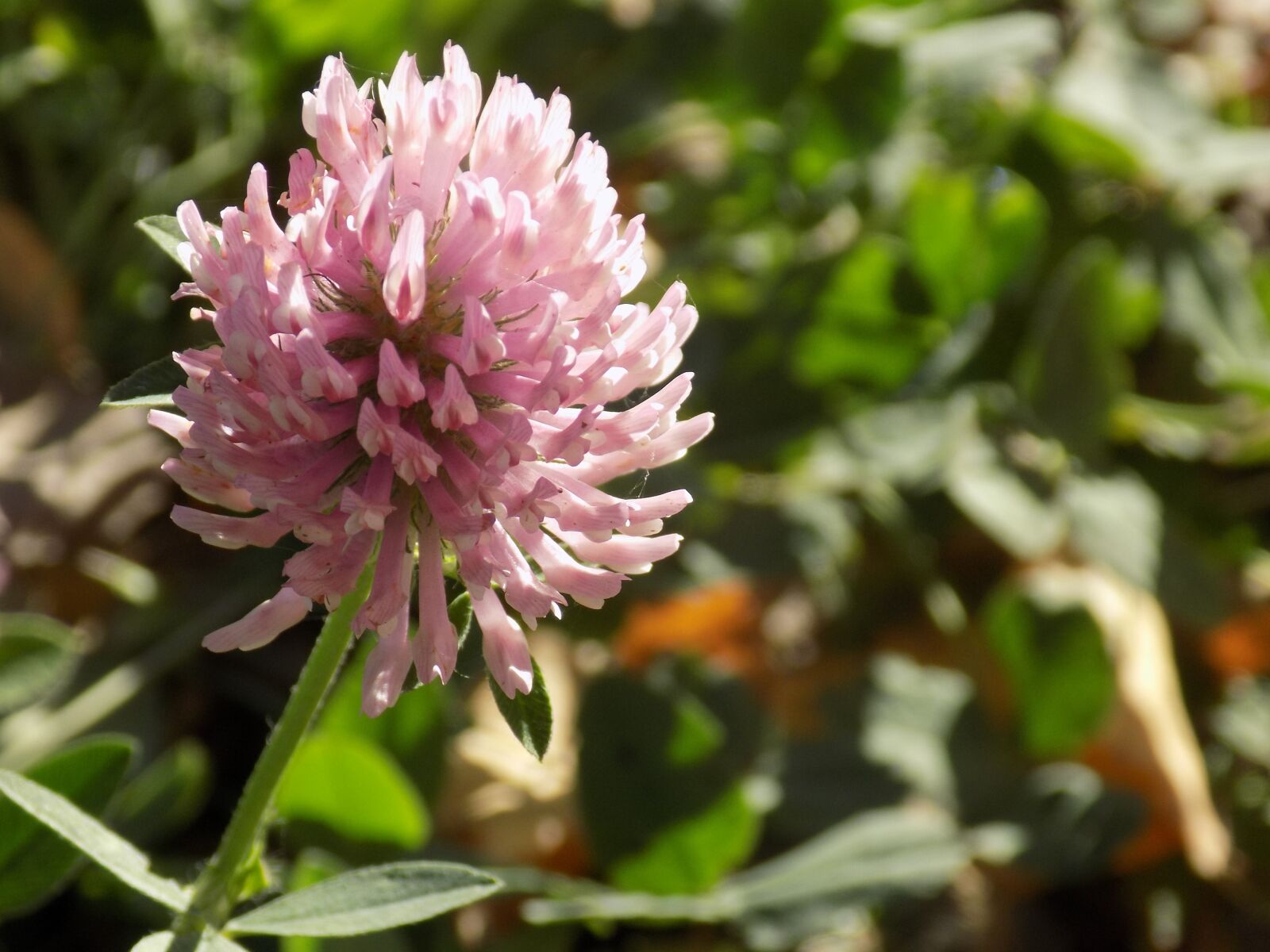 Nikon COOLPIX L340 sample photo. Clover, summer, suns photography