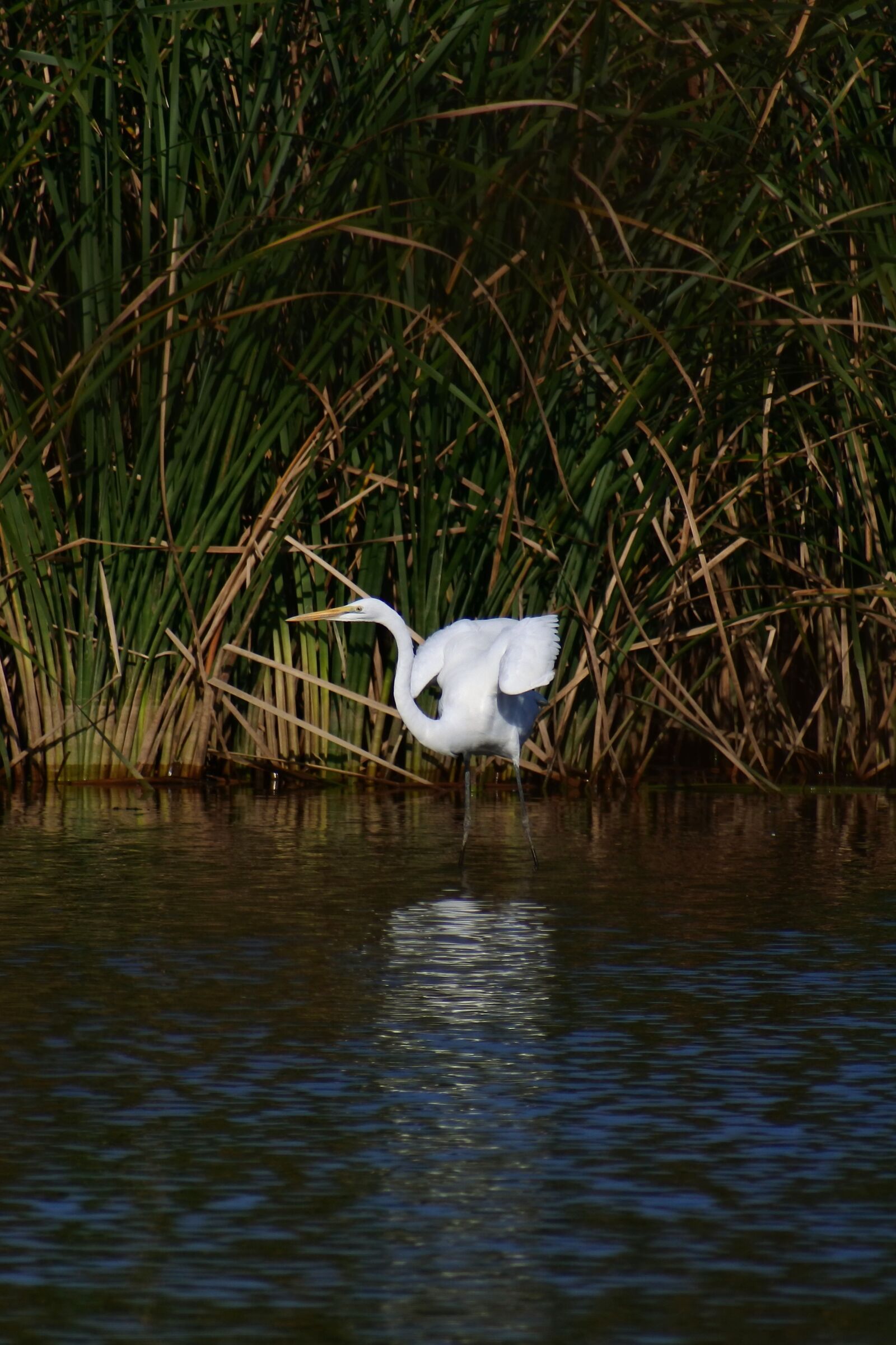 VR 70-300mm f/4.5-6.3G sample photo. Animal, river, waterside photography
