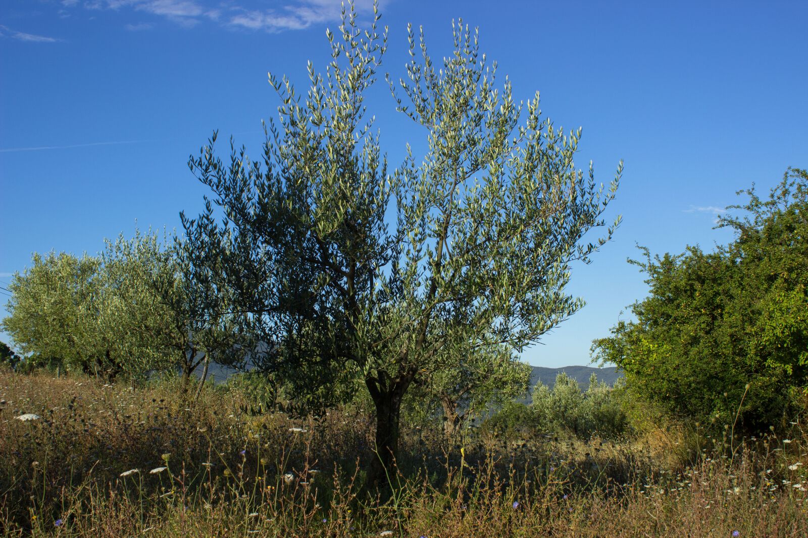 Canon EOS 600D (Rebel EOS T3i / EOS Kiss X5) sample photo. Olive tree, olives, agriculture photography