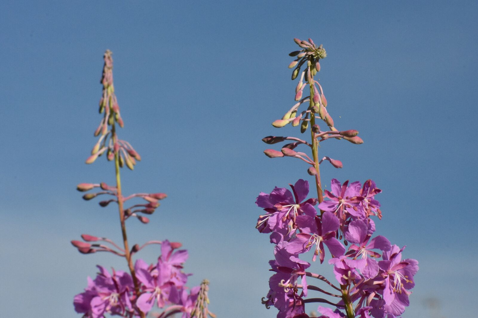 Nikon D3400 sample photo. Fireweed, flowers, bloom photography
