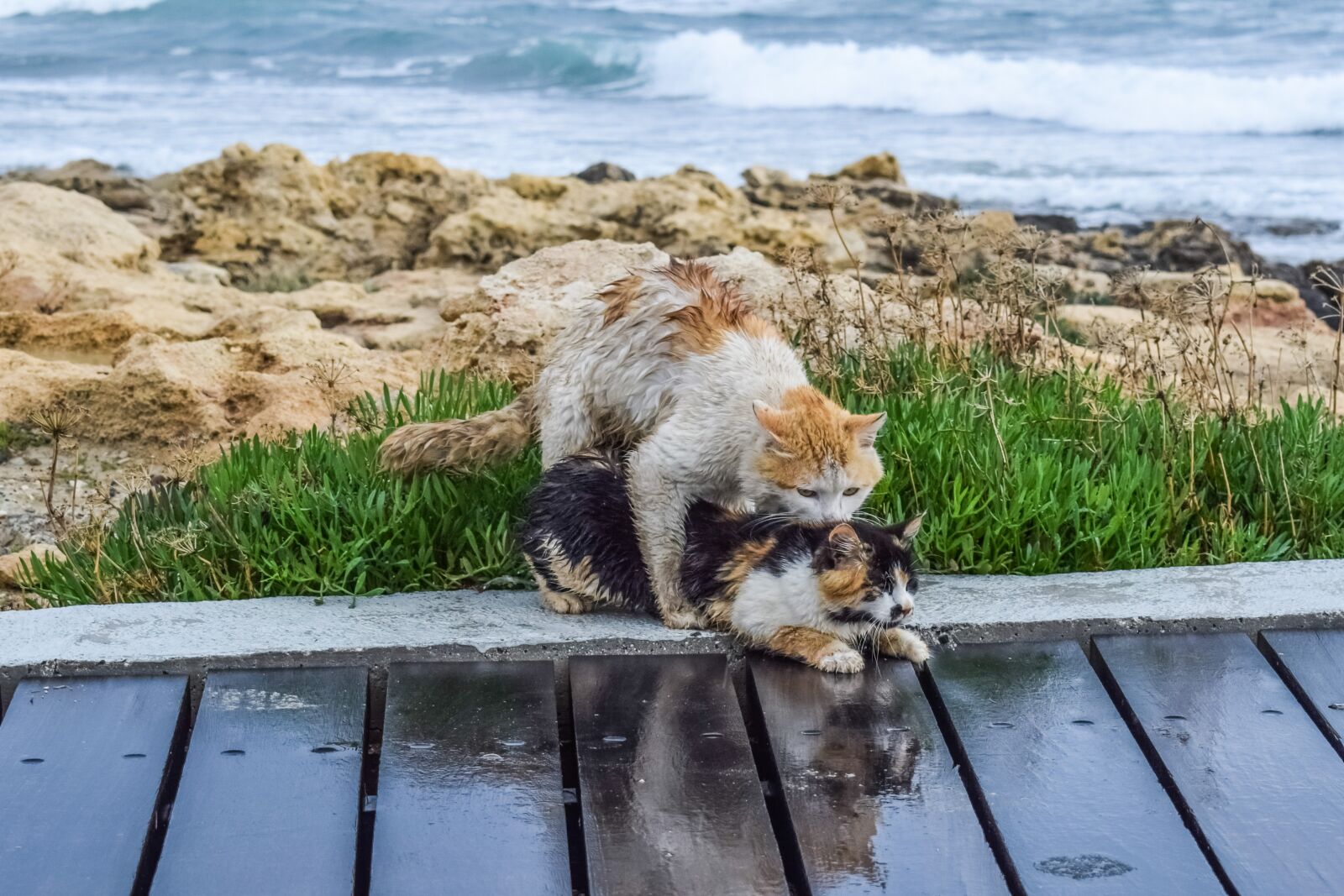 Nikon D3300 sample photo. Cats, flirt, philander photography