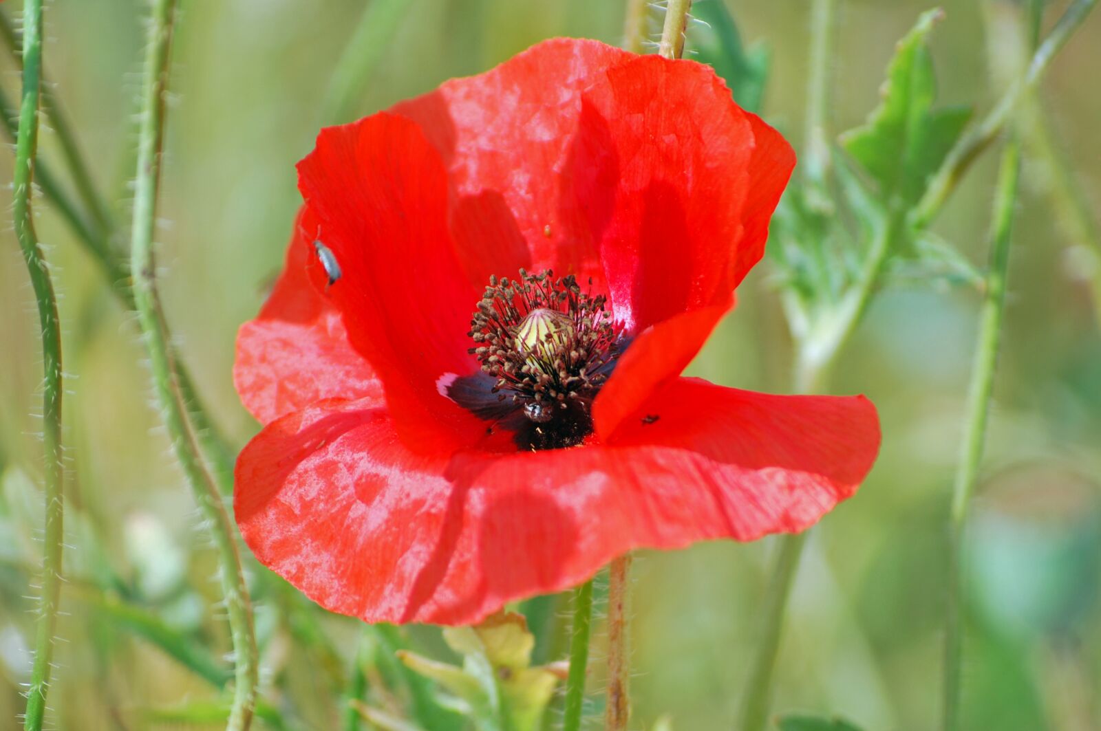 Nikon D60 sample photo. Blossom, bloom, poppy photography