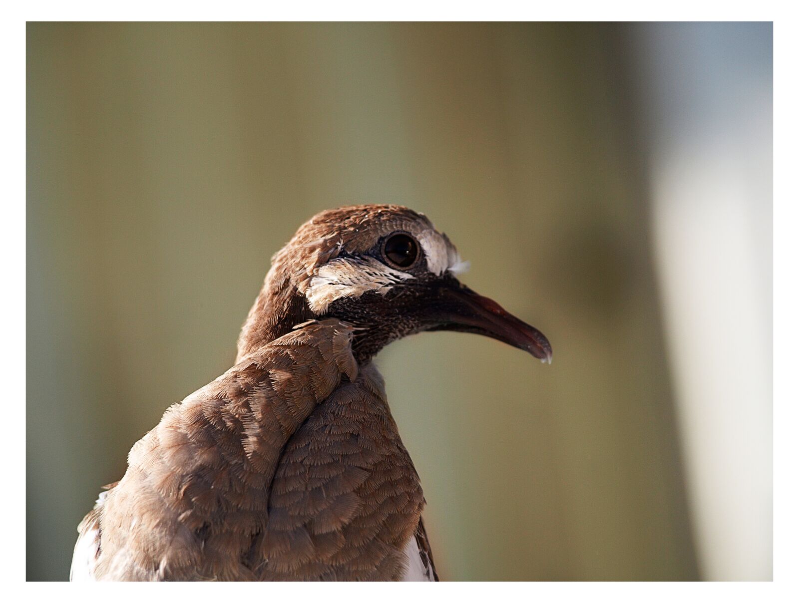 Olympus E-510 (EVOLT E-510) sample photo. Pigeon, eye, head photography