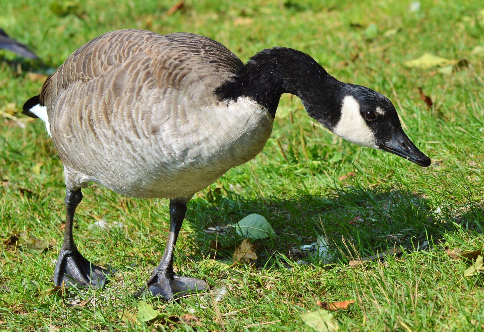 Nikon D3200 sample photo. Wild goose, goose, water photography