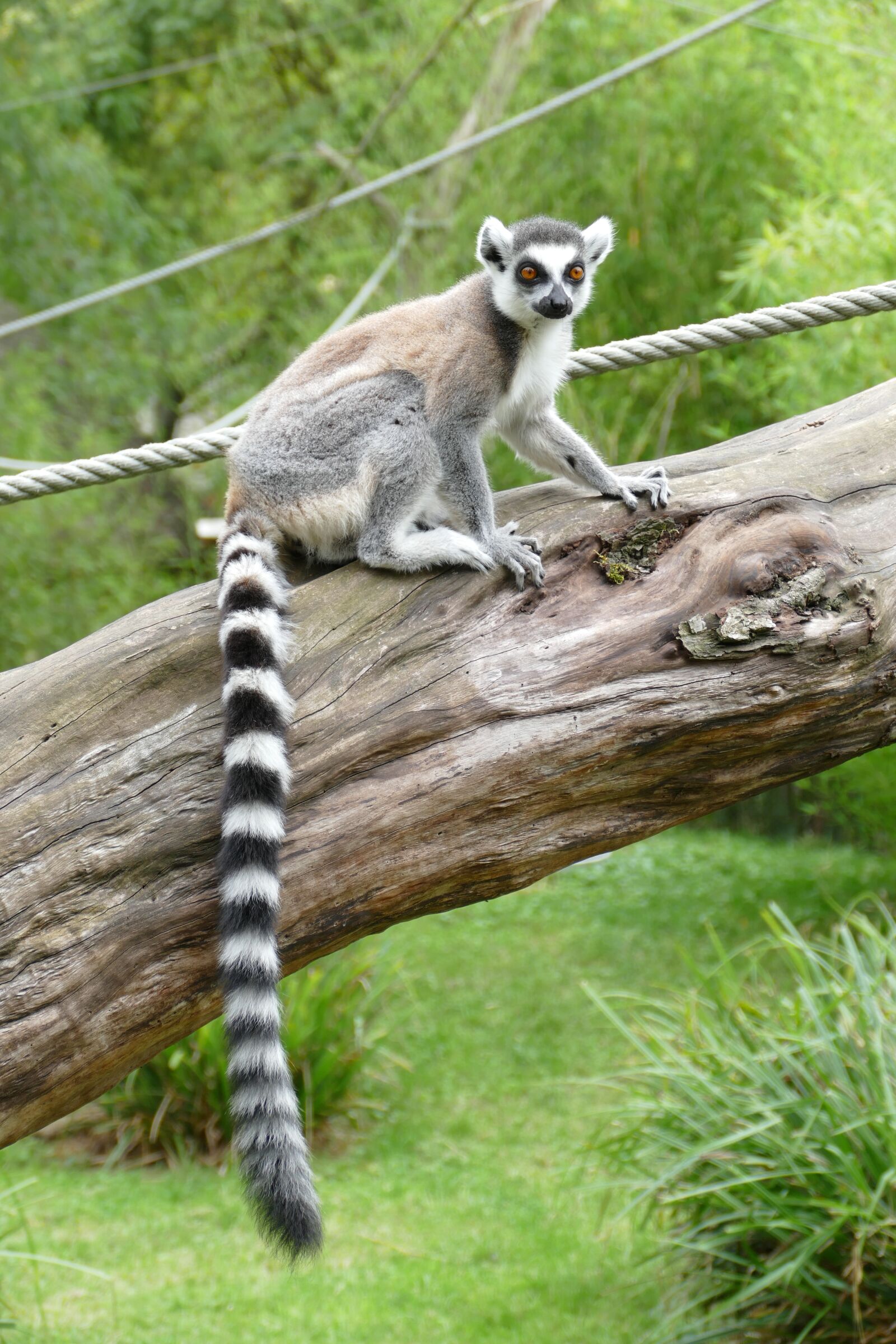 Panasonic Lumix DMC-FZ1000 sample photo. Maki, lemur, madagascar photography
