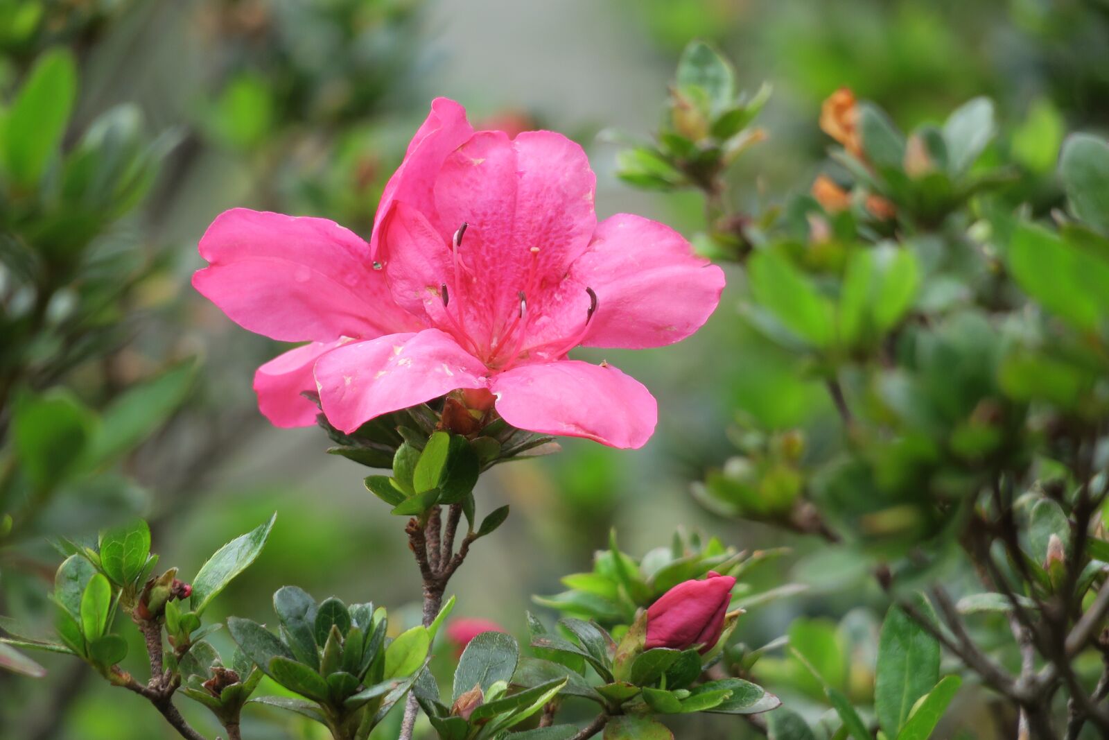 Рододендрон листья фото. Rhododendron. Рододендрон листья. Ветки рододендрона.