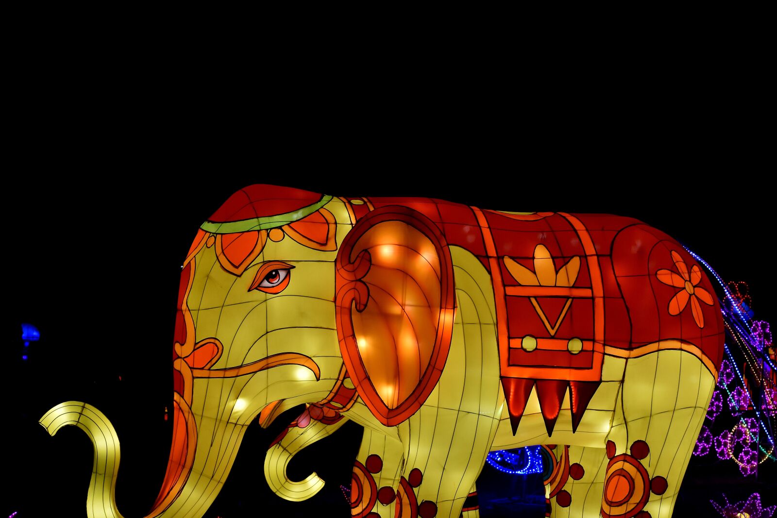 Nikon D5500 sample photo. Animals, colorful, elephant, illumination photography