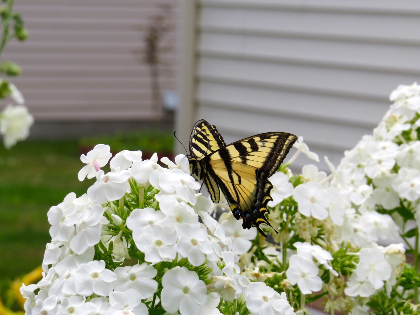 Canon PowerShot SX50 HS sample photo