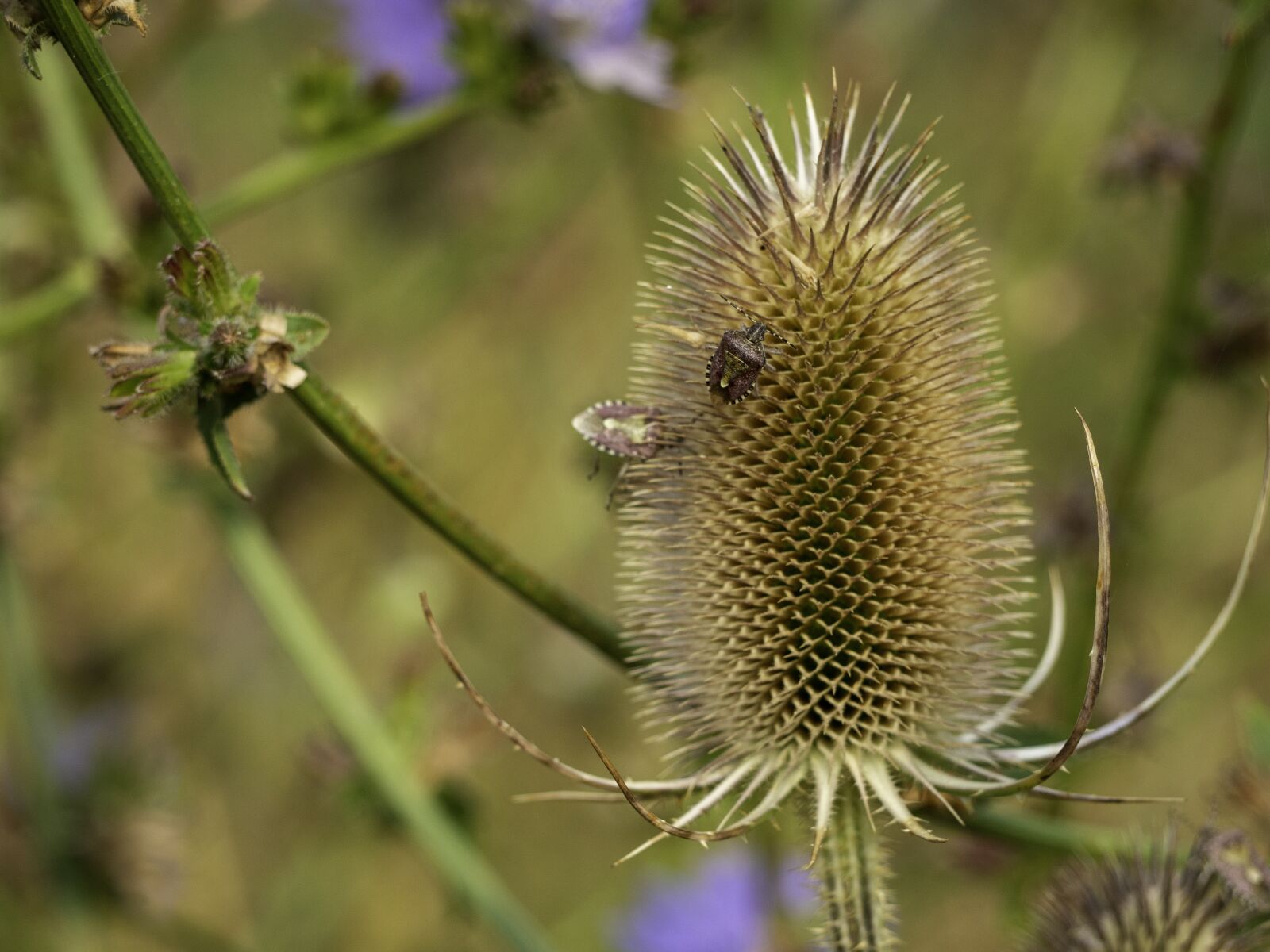 Olympus OM-D E-M10 II sample photo. Teasel, plant, nature photography