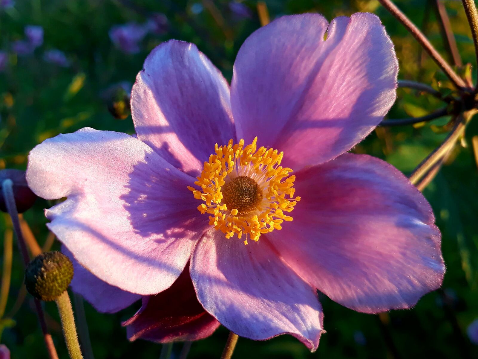 Samsung Galaxy A3(2017) sample photo. Fall anemone, anemone, autumn photography
