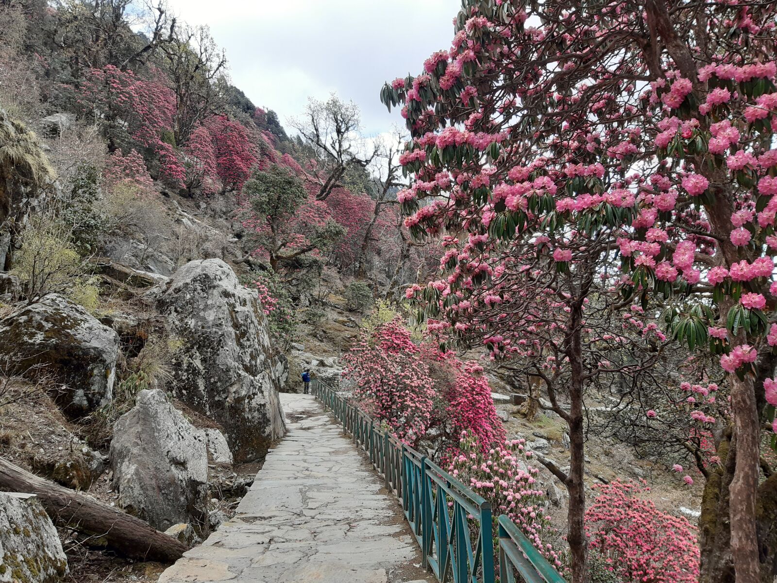 Samsung Galaxy A30 sample photo. Chopta, tungnath trek, uttarakhand photography