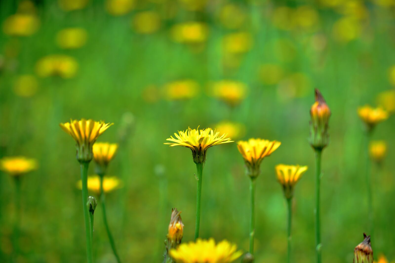 Nikon D5200 sample photo. Wildflowers, yellow meadow flowers photography