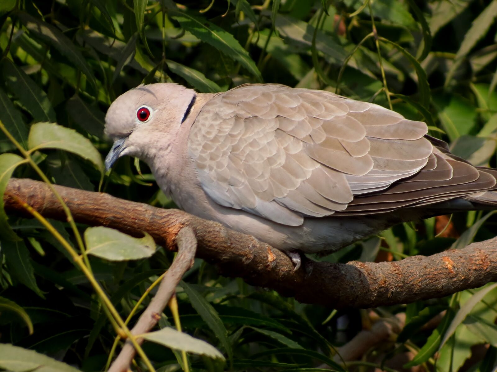 Canon PowerShot SX40 HS sample photo. Bird, dove photography