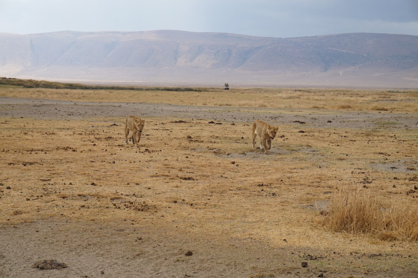 Sony Alpha a5000 (ILCE 5000) sample photo. Wilderness, tiger, safari photography