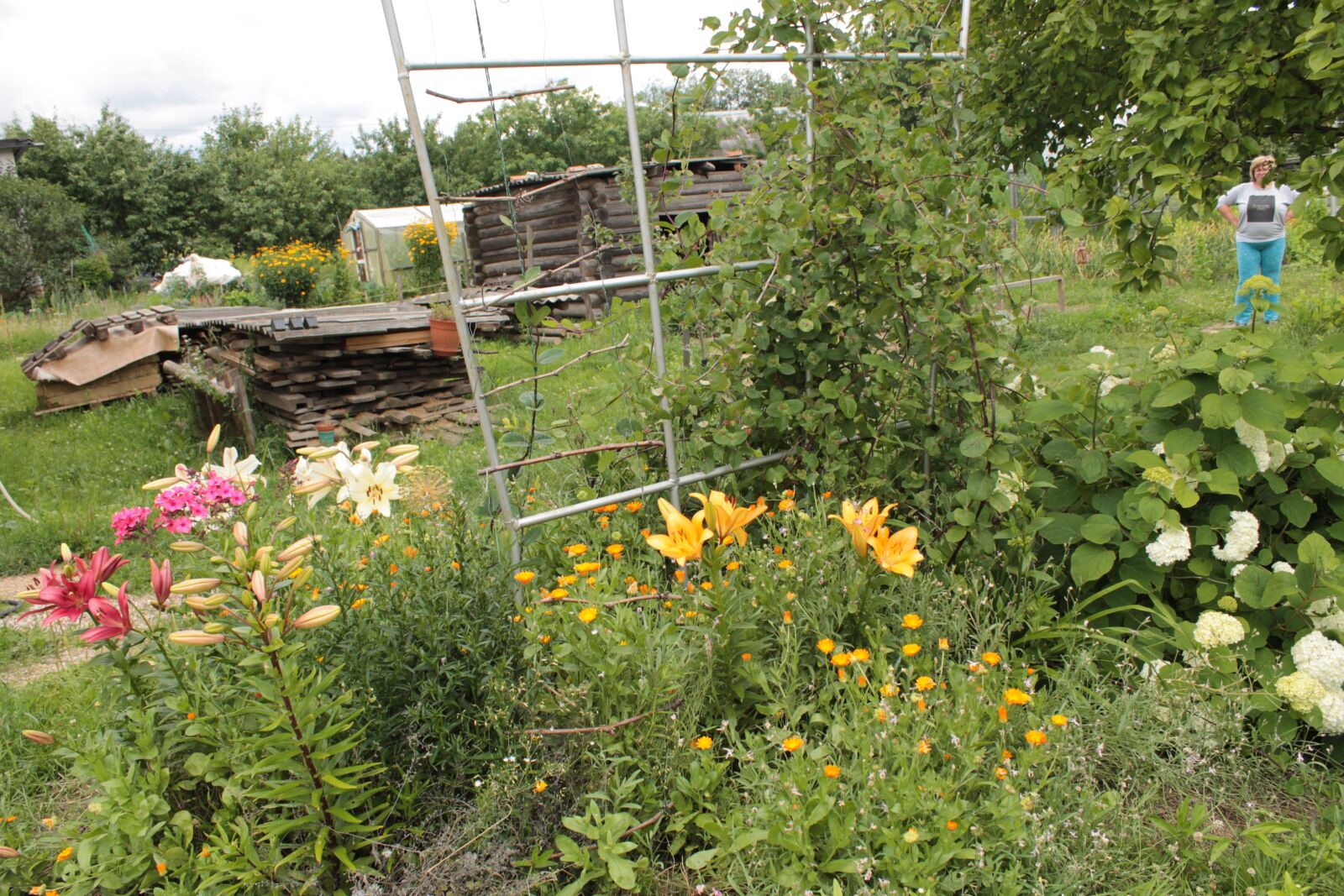 Canon EOS 1100D (EOS Rebel T3 / EOS Kiss X50) sample photo. Flowers, garden, lily photography