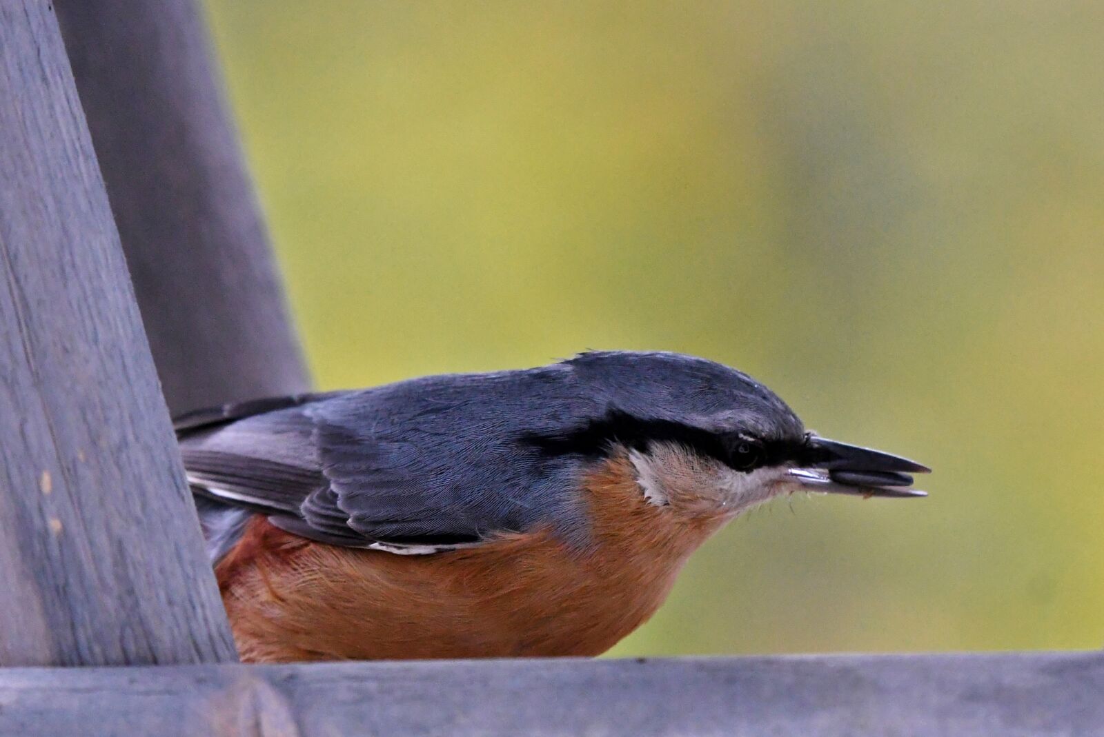 Nikon D500 sample photo. Nuthatch, bird, beak photography